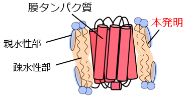 可溶部ミセル構造.png