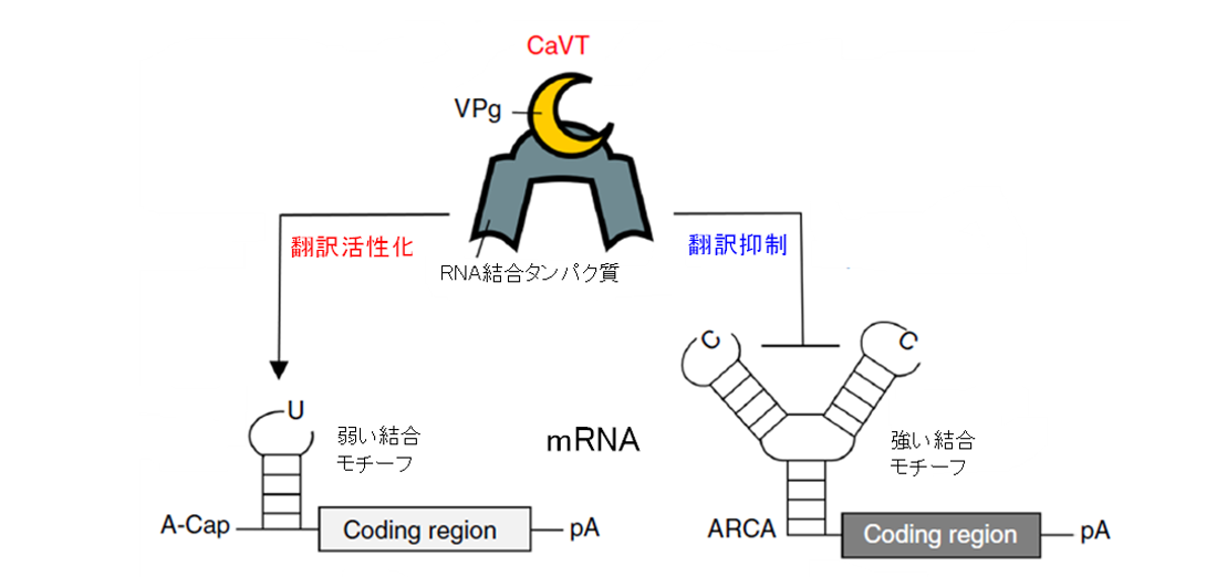 スクリーンショット 2025-08-18 094422.png